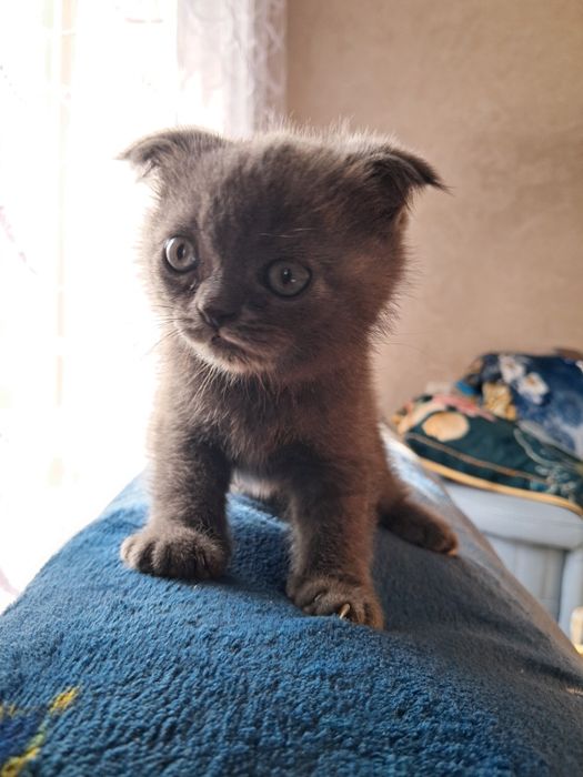 Продаются чистокровные котята правильной вязки. Страйты и фолды. Возра