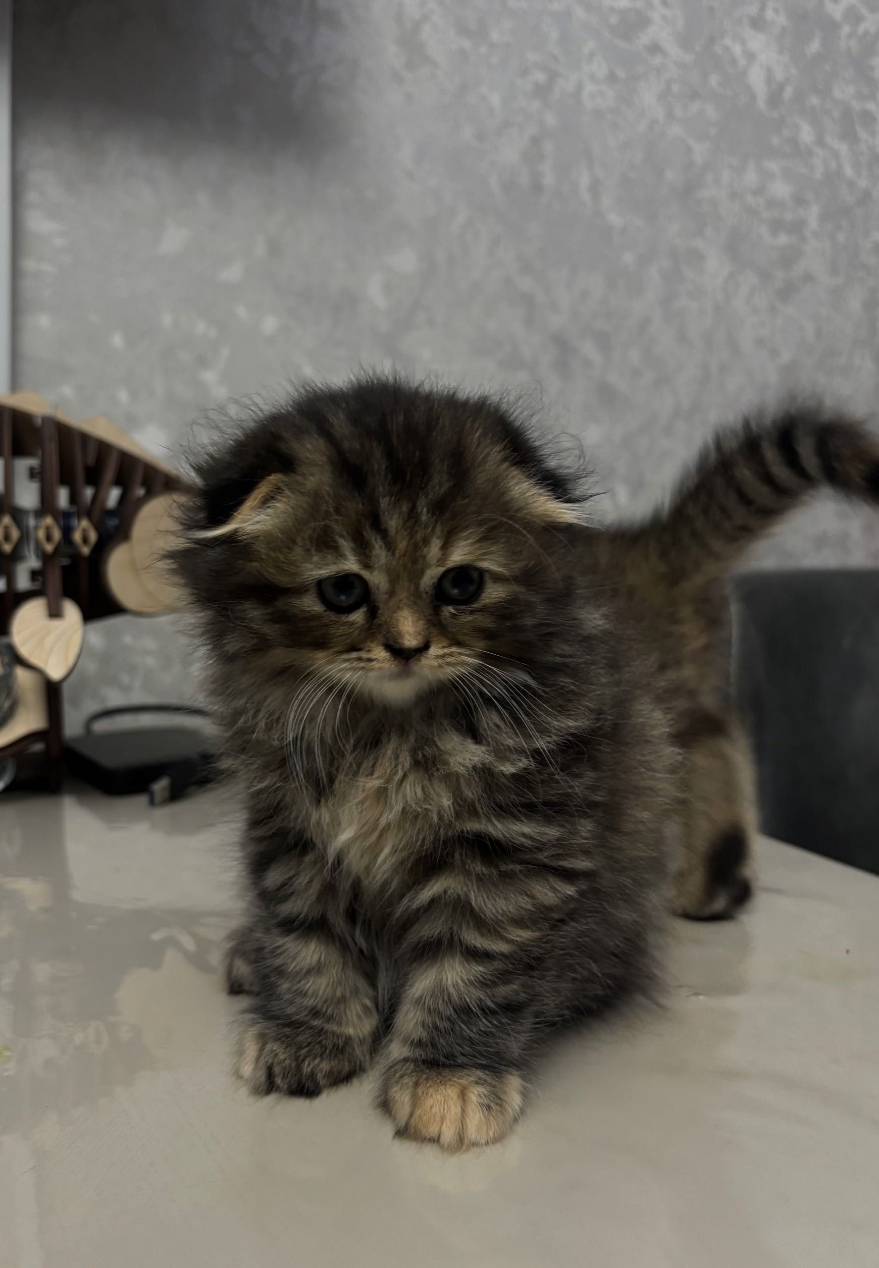 Котята породы Скоттиш Фолд