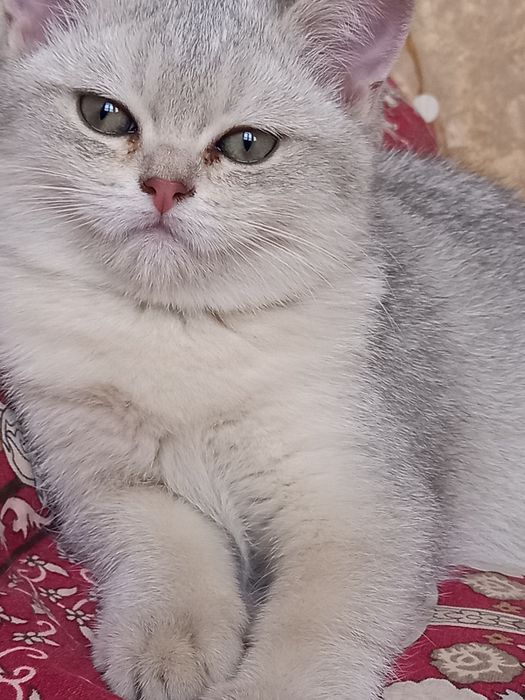 Britanskiy silver shinshilla