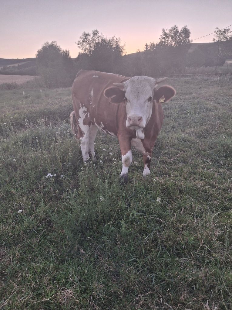Vând  junici 6 bucăți