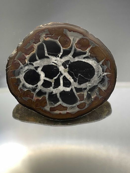 Драконов камък: Полирана Септария