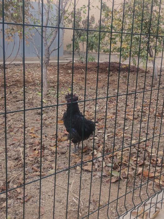 Uhayu horozi sotiladi