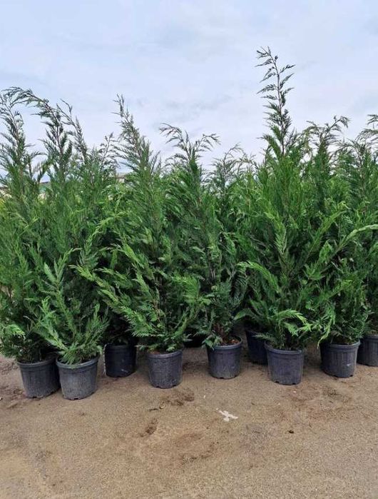 Tuia leilandi cupresos  leilandi