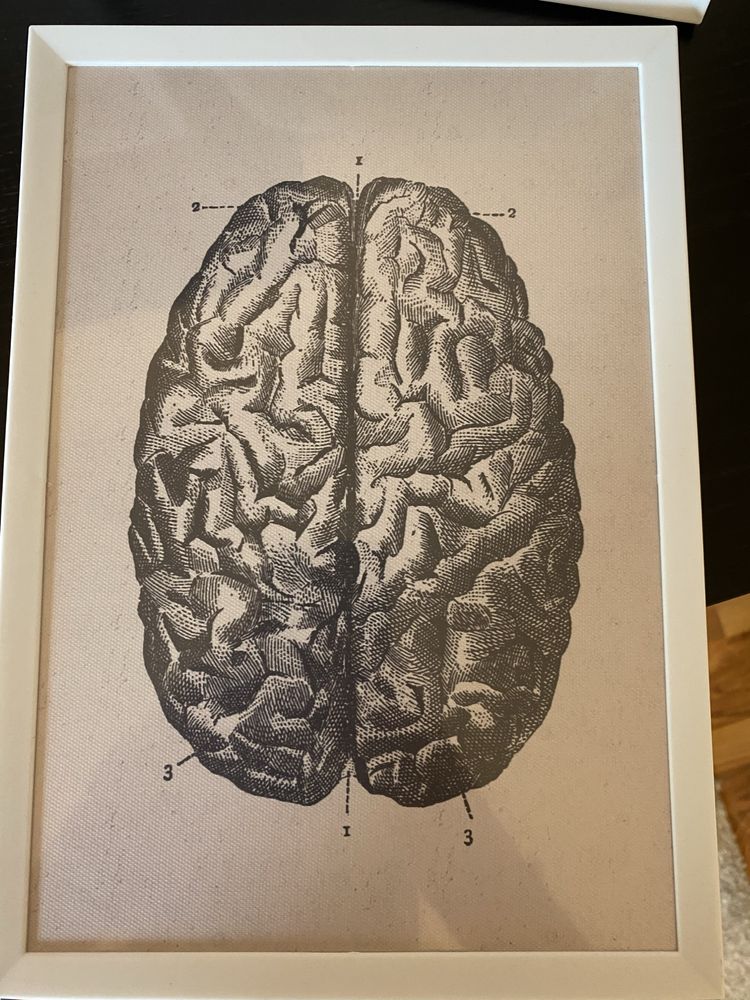 Tablouri medicale, viscere, elemente osoase, muschi