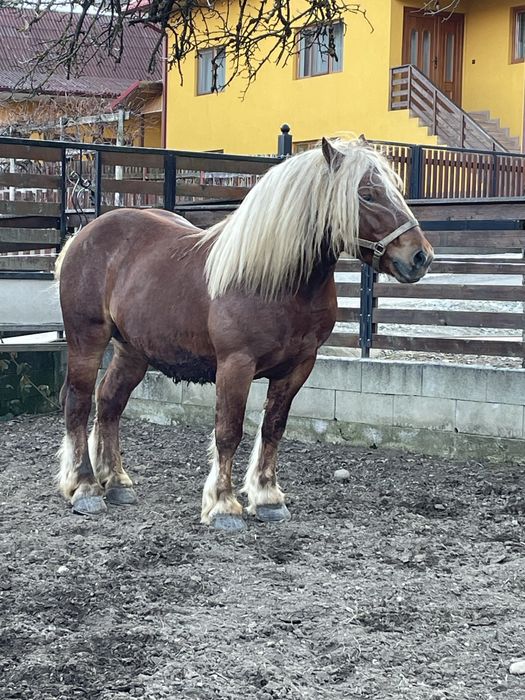 Armasar de vazare