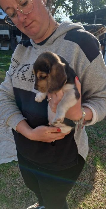 Продавам Мъжко Бигълче