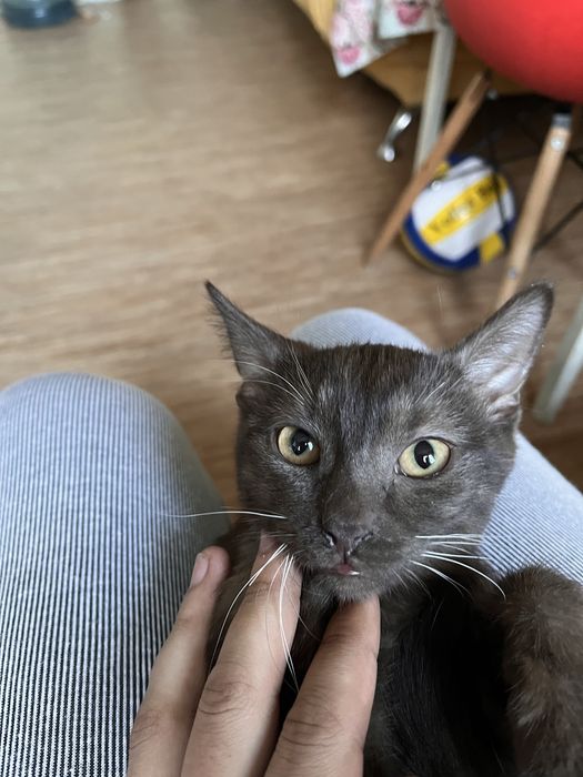 Отдам котенка мальчик