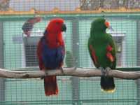 Papagali diferite specii, ADN