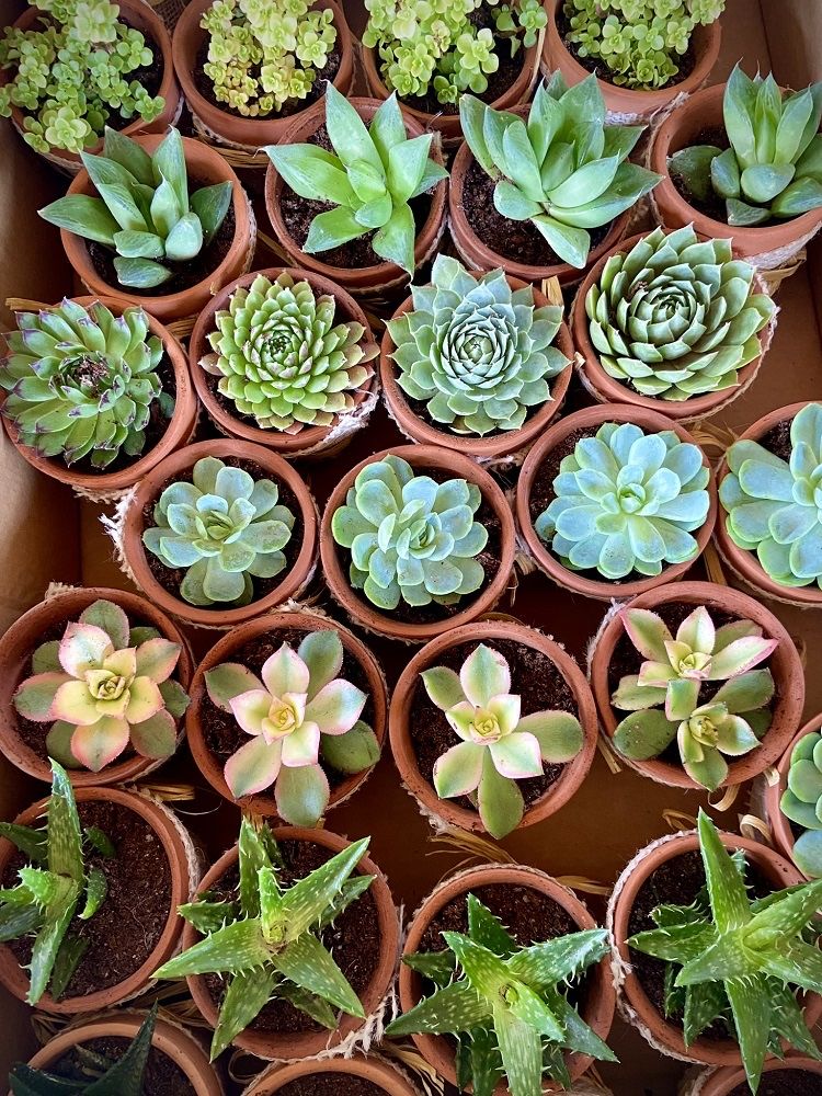 Marturii cu plante suculente- nunta, botez, eveniment, ocazii speciale