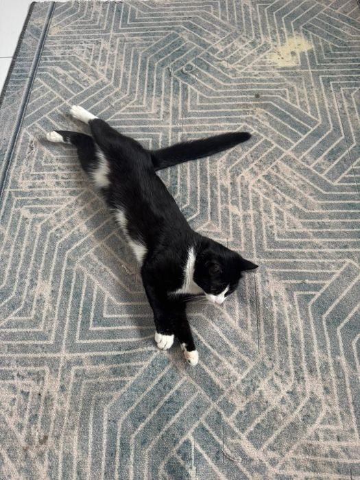 Котик молодой ищет дом