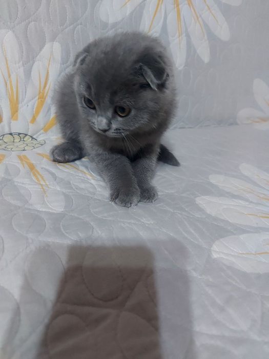 Мушукча сотилади