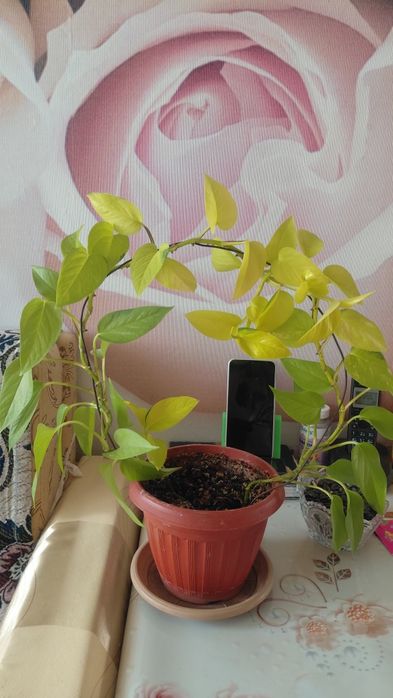 Комнатные растения