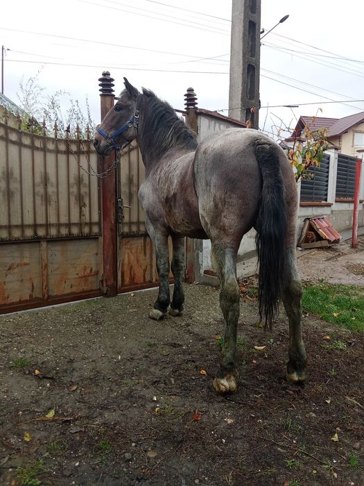 Vînd Cal castrat de Rasă