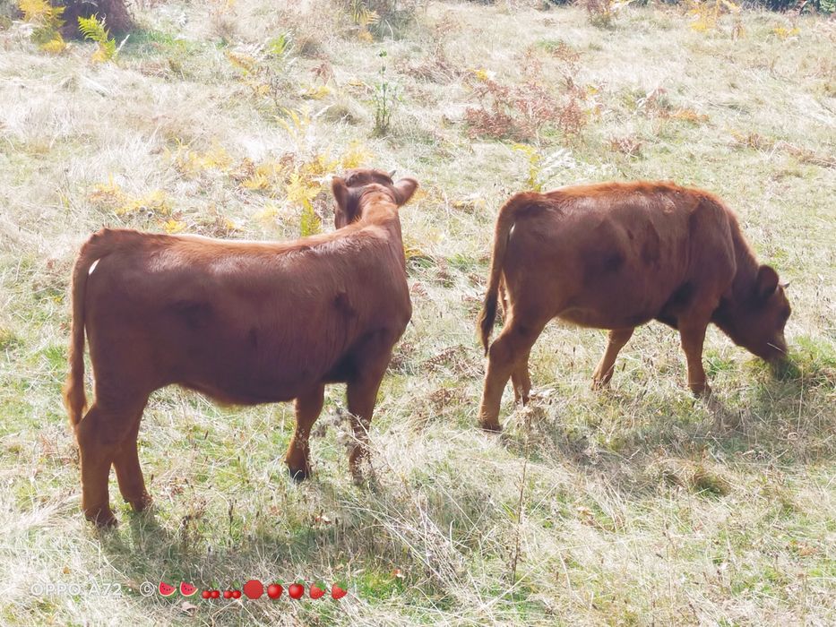 Vând viței de rasa,  angus roșu. Viței de prăsilă