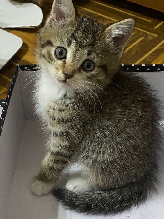Котята ищут своего хозяина