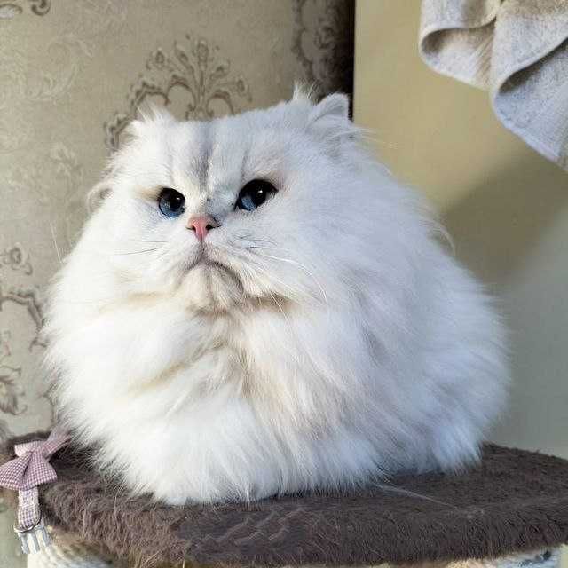 Продаю кота Британскова шеншелла