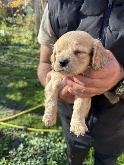 Кокерчета с първа ваксина обезпаразитени вътрешно.
