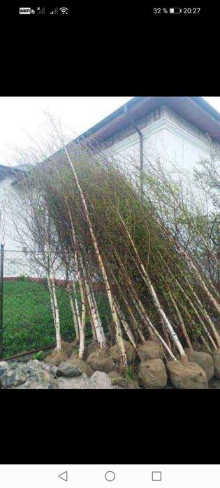 Tuia, mesteacăn, tei, platan, magnolie, gazon