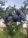 Prune stanley si prezident
