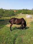 Cal de vânzare noatin vârstă 7 ani mai multe detalii la telefon 0757 5