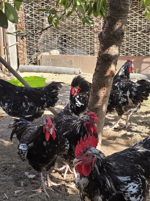 Молодые петухи породы Австралорп, 4 месяца