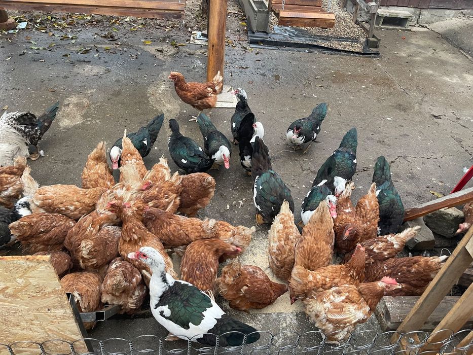 Gaini de casă crescute natural