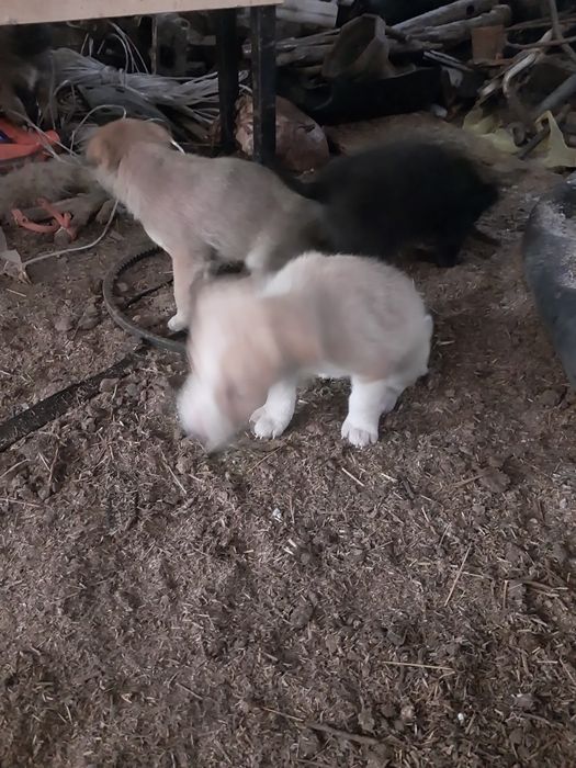 Щенки дворняжки бесплатно