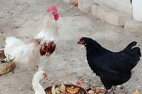 Продаётся петух и курица.