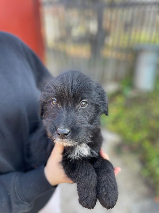 Căței pentru adopție