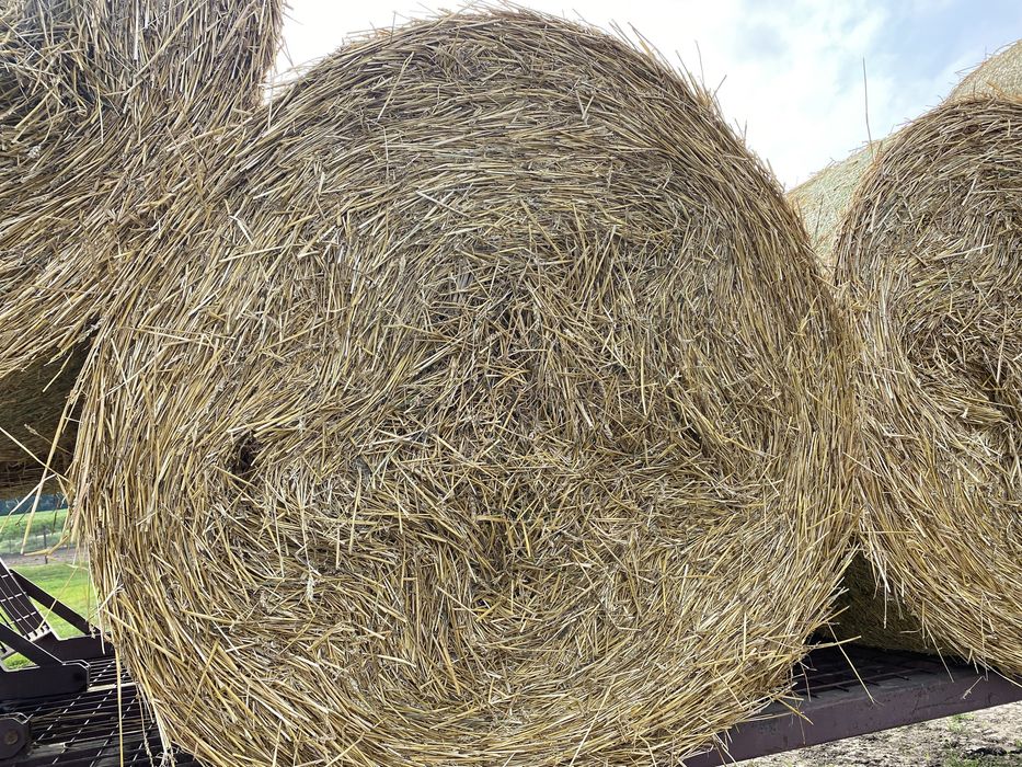 Baloti paie grau 250 kg