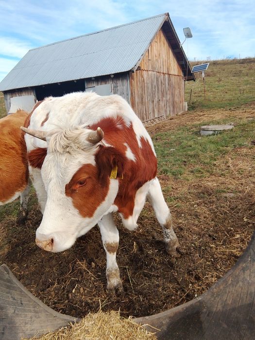 Vând juninci a fata