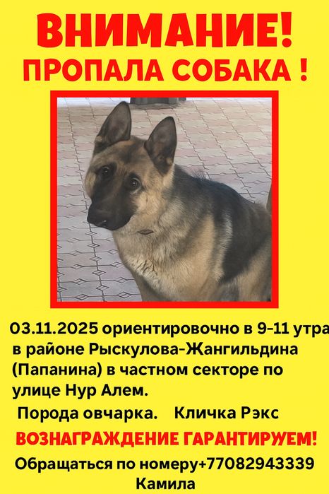 Потерялась собака овчарка