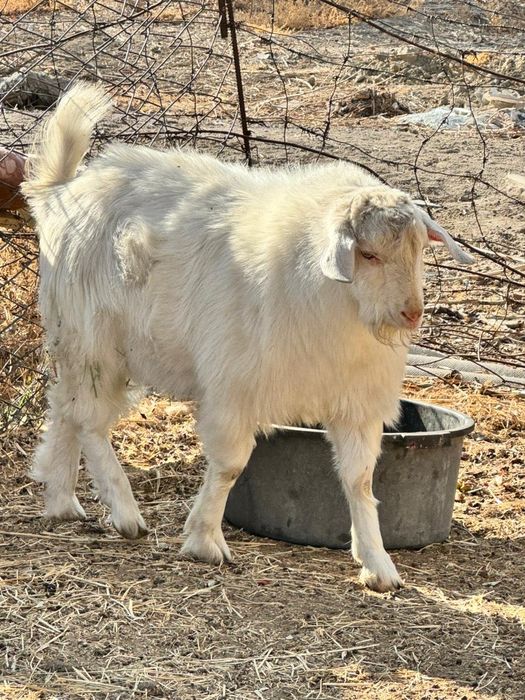 Тоқал теке сатылады орыс қазақ шатыс