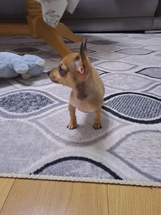 МИНИ Пинчерчета.