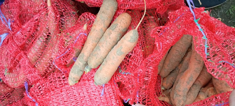 Morcov natural crescut în grădină