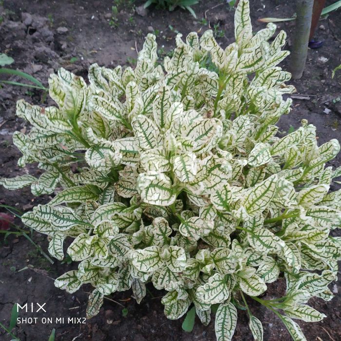 Растения для вашего сада