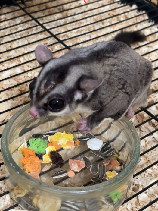 Vând veverițe marsupiale