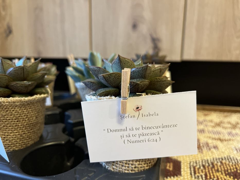 Mărturii Nuntă plante suculente