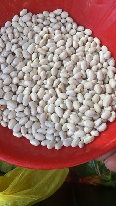 Vând fasole boabe