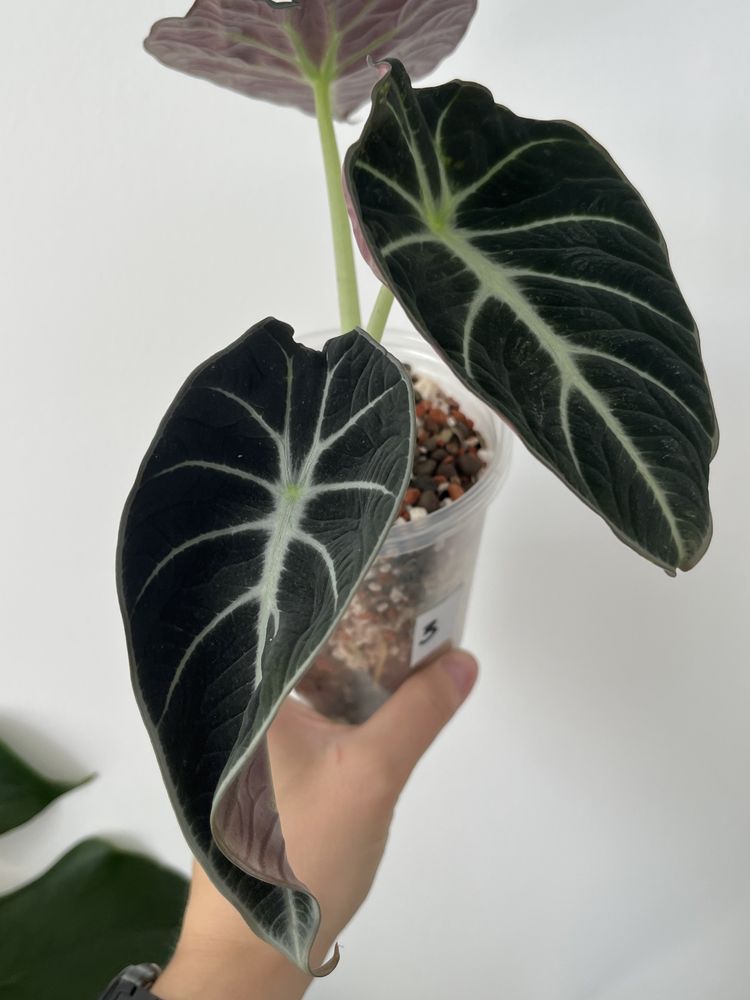 Alocasia Reginula Black Velvet planta rara exotica de interior