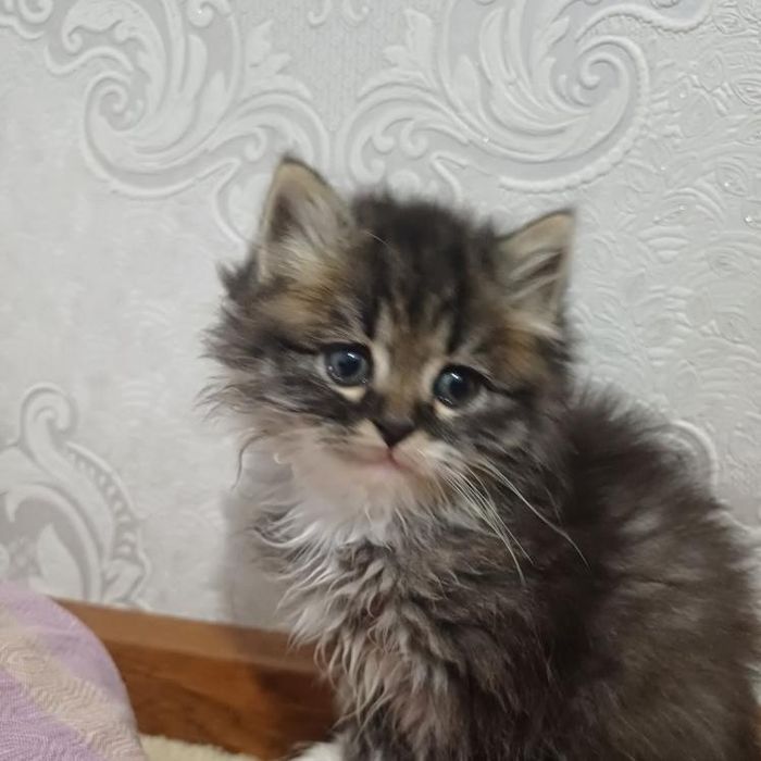 кошки МЕЙНКУН 1.5мес  девочка с документами