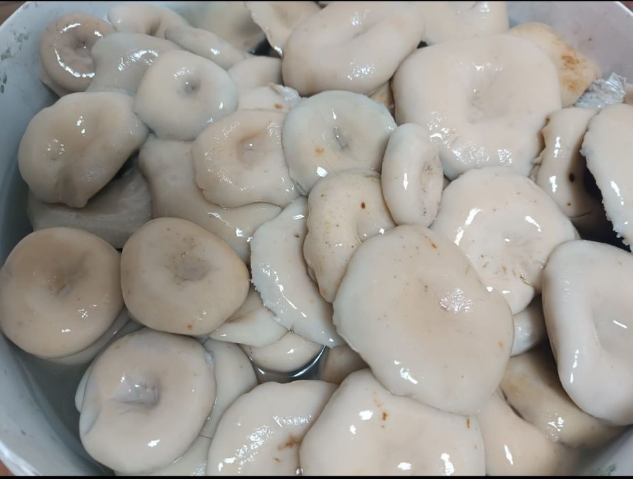 Продам грузди грибы