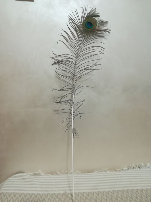 Пауново перо, истинско