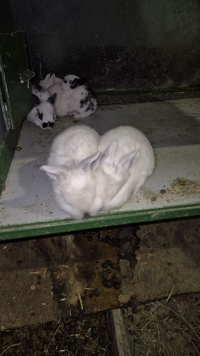 Соглом куёнчалар