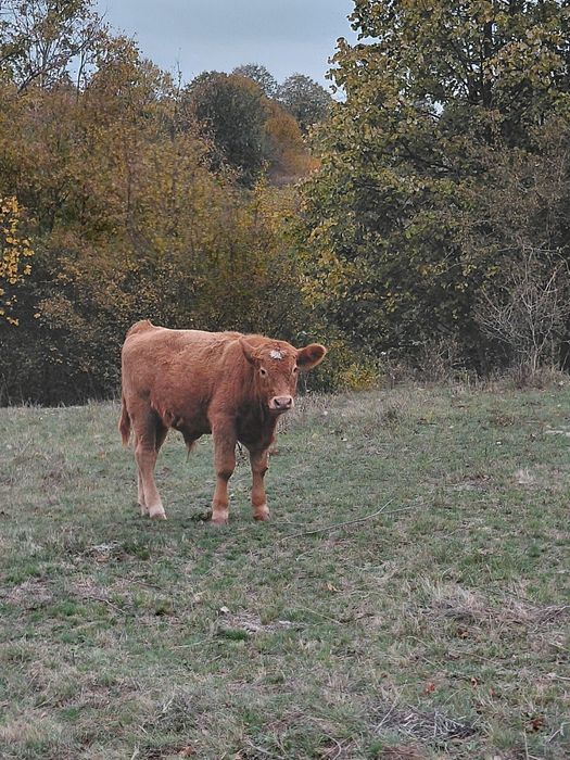 Vând tauras de aproape 5 luni