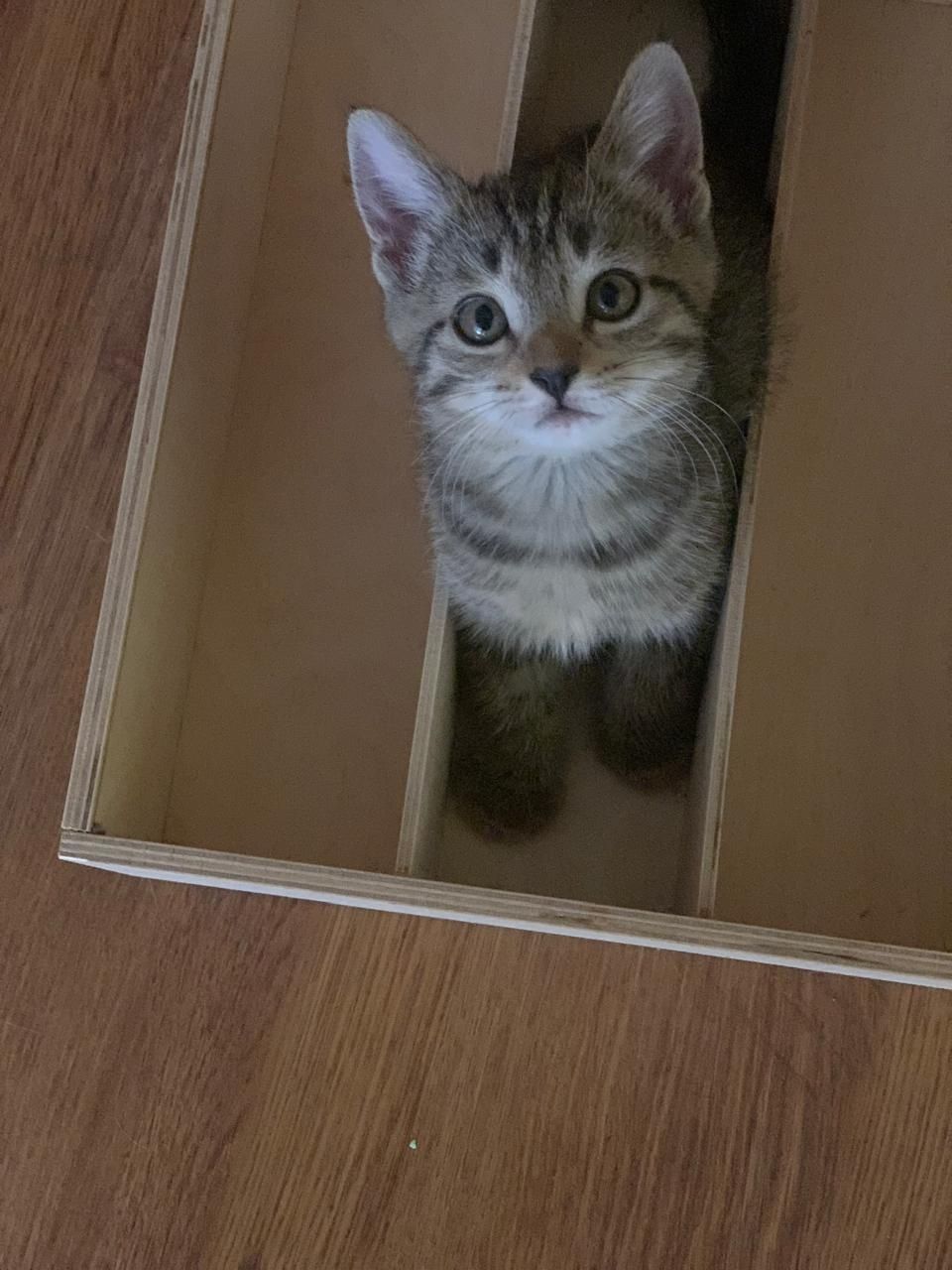 Отдадим отличных котят 3мес р-н Тастака