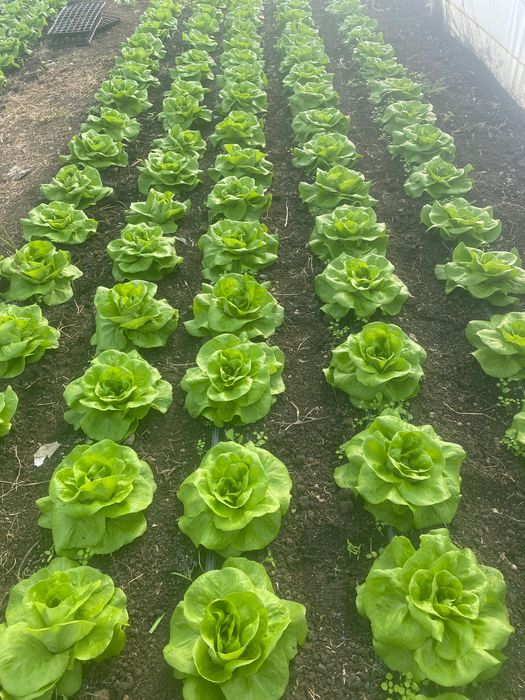 Rasad salată “ Meteore “