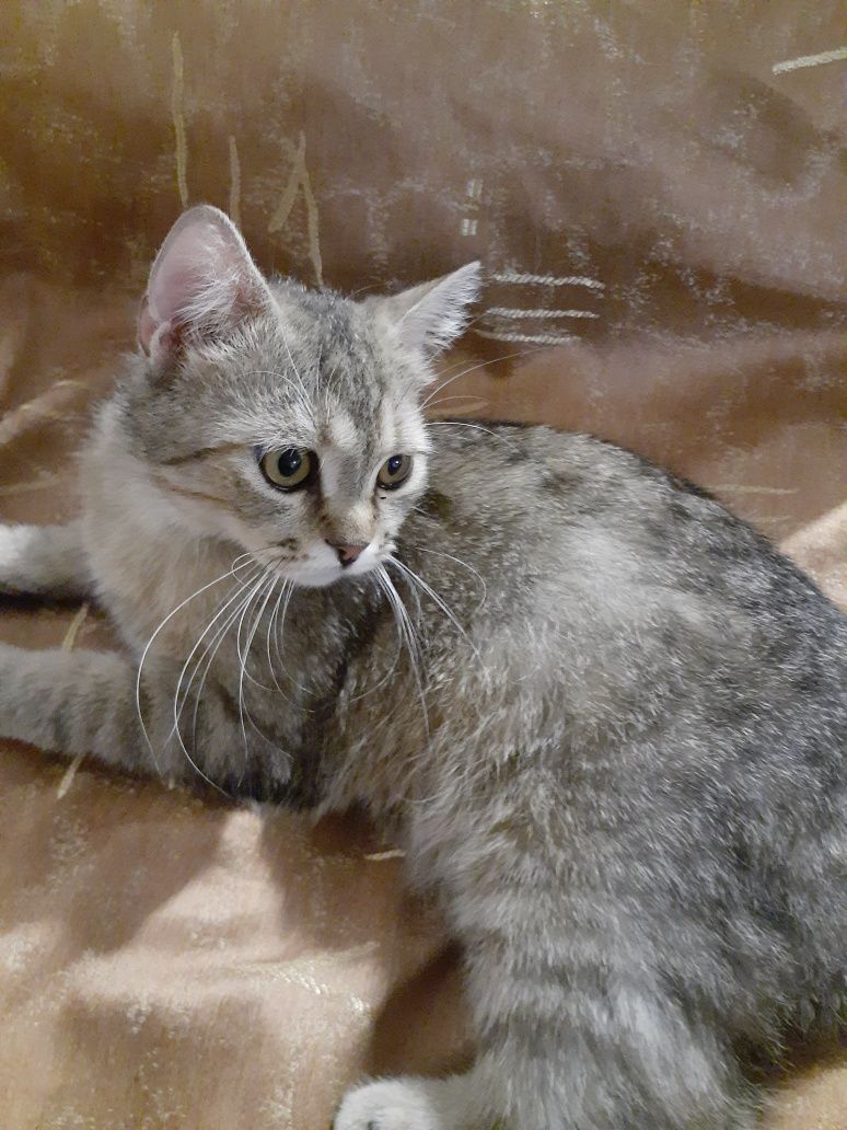 Продаётся котик !