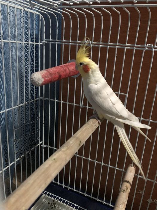 Vand femela micul alexander blândă