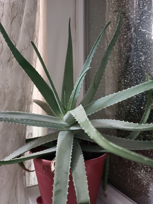 Алое 8 жыл оскен 5 жыл 10жыл өскен